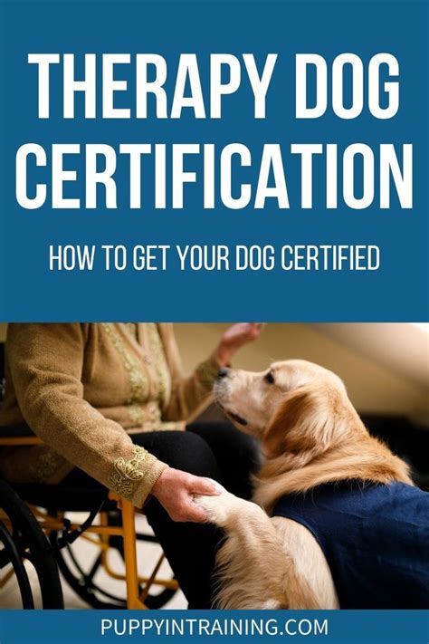 www.paisadmin|how to certify dog as service dog.